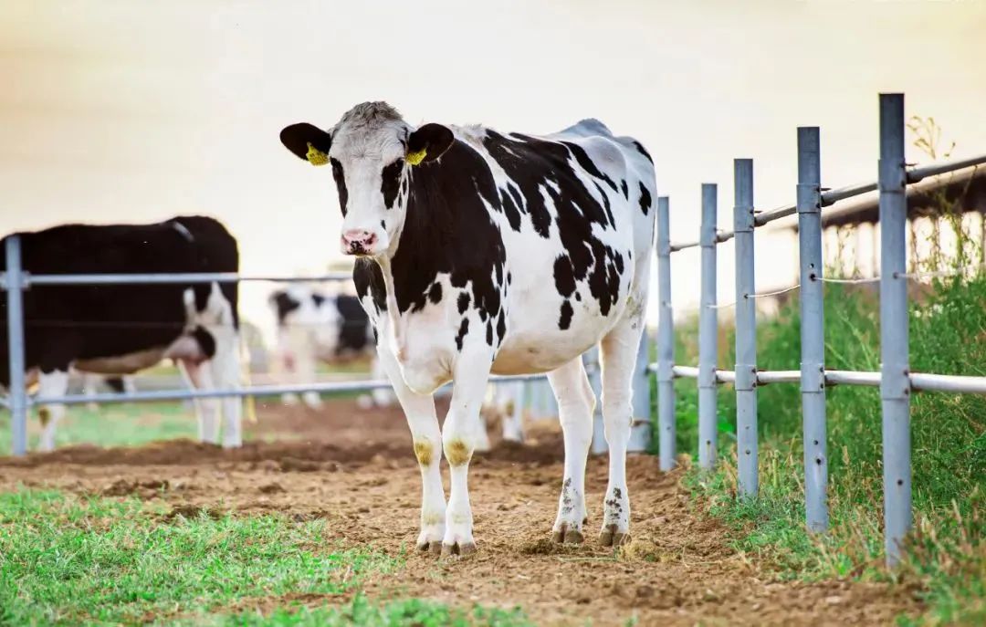二十四节气看蒙牛丨春分走进蒙牛巴盟圣牧工厂看沙漠“种”牛奶