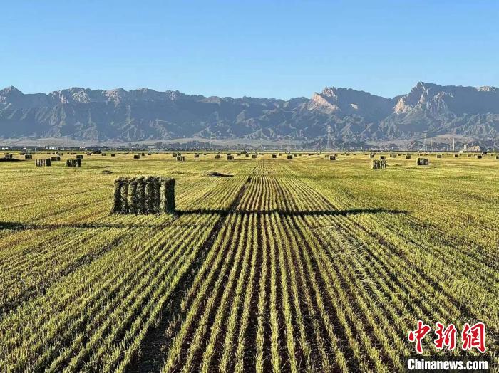 中国海拔最高盐碱地首次实现苜蓿一年三收