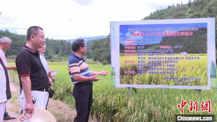 （身边的变化）闽北“优质稻新品种的试验示范”项目水稻丰收