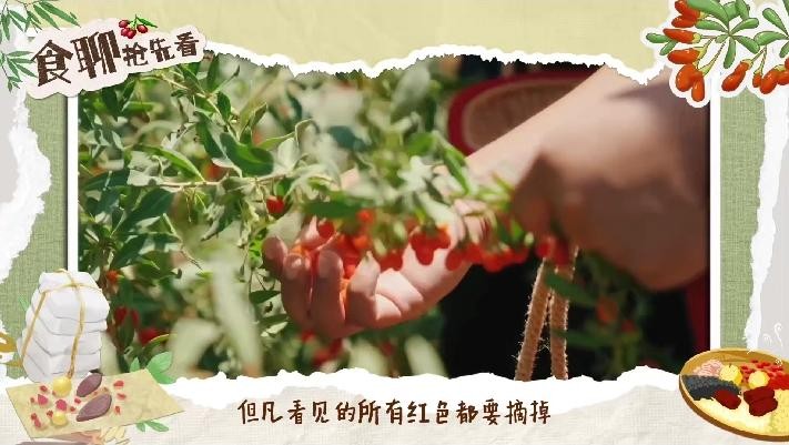 《食聊》节目--中宁枸杞：健康养生的瑰宝